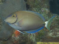 surgeonfish