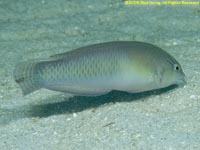 wrasse