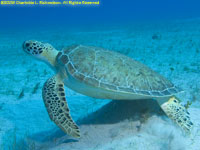 green sea turtle