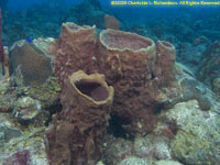 barrel sponge