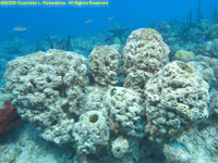 rough tube sponge