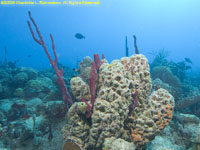 rough tube sponge