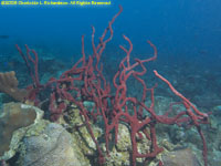 red rope sponge