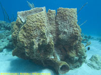 barrel sponge