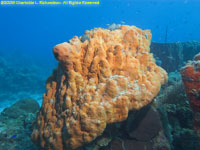 orange elephant ear sponge