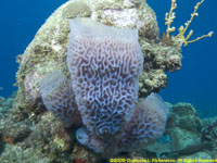 azure vase sponge