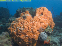 orange elephant ear sponge