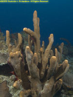 antler sponge