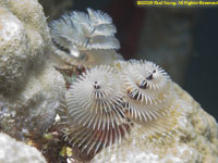 Christmas tree worm