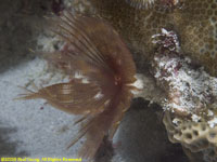 feather duster worm