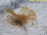 feather duster worm