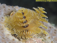 Christmas tree worm