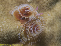 Christmas tree worm