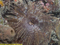 feather duster worm