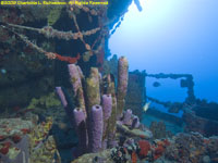 sponges on wreck