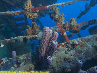 sponges on wreck