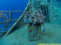 sponges on wreck