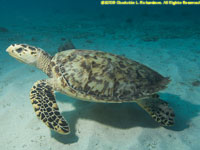 hawksbill turtle