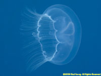 moon jelly