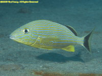 blue-striped grunt