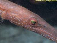 trumpetfish face