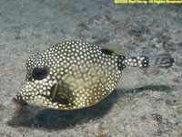 smooth trunkfish