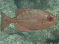 glasseye snapper