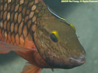 stoplight parrotfish with cleaner wrasse