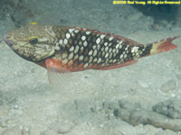 stoplight parrotfish