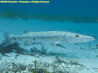 great barracuda