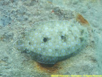 peacock flounder