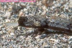 Whitenose pipefish