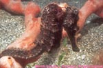 longsnout seahorse