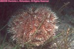 West Indian sea egg