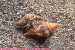 hermit crab