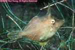 fringes filefish