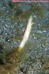 bluethroat pikeblenny