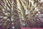 variegated urchin