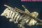 frond oyster