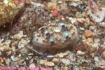 cowrie