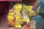 longlure frogfish