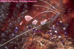 spotted cleaner shrimp