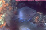 bicolor damselfish