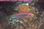 juvenile yellowhead wrasse