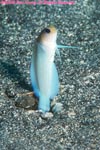 yellowhead jawfish