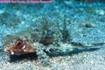 flying gurnard