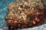 spotted scorpionfish