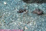 long-armed octopus