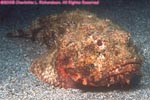 spotted scorpionfish