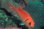 blackbar soldierfish